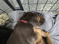 Red, a female Bloodhound for sale in Miles City, MT – Photo 5 of 8