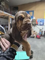 Red, a female Bloodhound for sale in Miles City, MT – Photo 4 of 8