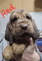 Red, a female Bloodhound for sale in Miles City, MT – Photo 3 of 8
