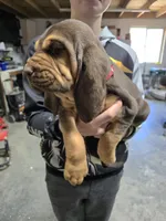 Red, a female Bloodhound for sale in Miles City, MT – Photo 2 of 8