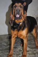 Red, a female Bloodhound for sale in Miles City, MT – Photo 8 of 8