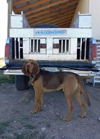Brown, a male Bloodhound for sale in Miles City, MT – Photo 3 of 5