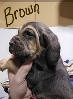 Brown, a male Bloodhound for sale in Miles City, MT – Photo 1 of 5