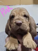 Pink, a female Bloodhound for sale in Miles City, MT – Photo 1 of 6