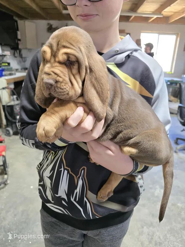 Pink – Bloodhound puppy for sale in Miles City, MT