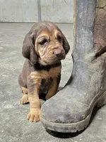 Pink, a female Bloodhound for sale in Miles City, MT – Photo 2 of 6