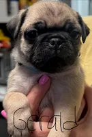 Gerald, a male Pug for sale in Columbia, TN – 3 of 4