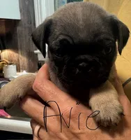 Avie, a female Pug for sale in Columbia, TN – 2 of 4