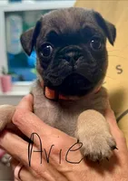 Avie, a female Pug for sale in Columbia, TN – 3 of 4