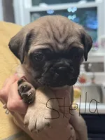 Stella, a female Pug for sale in Columbia, TN – 3 of 3