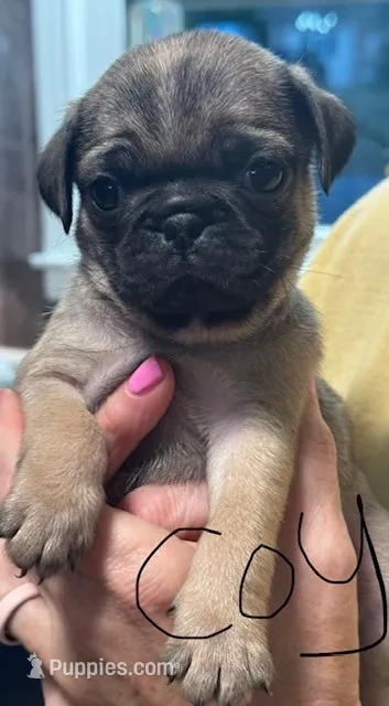 Coy – Pug puppy for sale in Columbia, TN