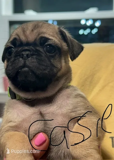 Cassie – Pug puppy for sale in Columbia, TN