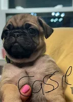 Cassie, a female Pug for sale in Columbia, TN – 1 of 4