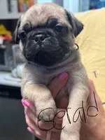 Gerald, a male Pug for sale in Columbia, TN – 1 of 4