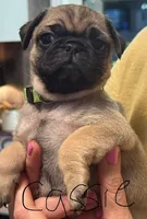 Cassie, a female Pug for sale in Columbia, TN – 2 of 4