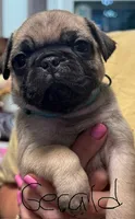 Gerald, a male Pug for sale in Columbia, TN – 2 of 4