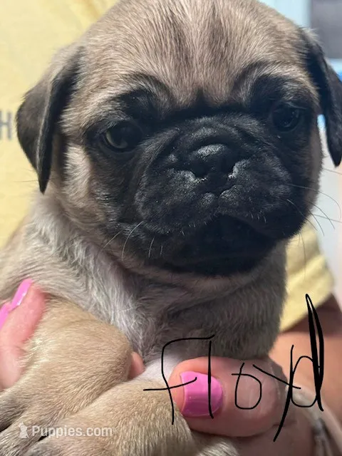 Floyd – Pug puppy for sale in Columbia, TN