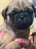 Floyd, a male Pug for sale in Columbia, TN – 1 of 4