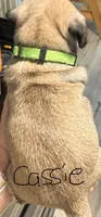 Cassie, a female Pug for sale in Columbia, TN – 4 of 4