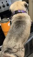 Stella, a female Pug for sale in Columbia, TN – 2 of 3