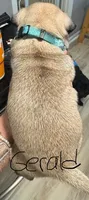 Gerald, a male Pug for sale in Columbia, TN – 4 of 4