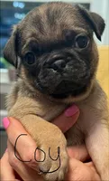 Coy, a male Pug for sale in Columbia, TN – 3 of 5