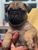 Cassie, a female Pug for sale in Columbia, TN – 3 of 4