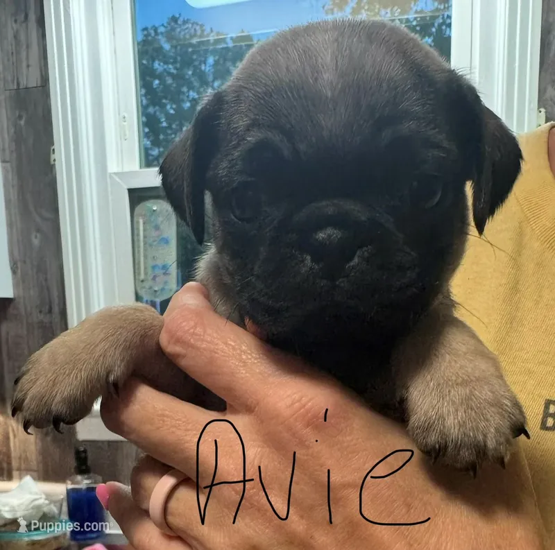 Avie – Pug puppy for sale in Columbia, TN