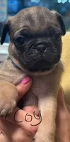 Coy, a male Pug for sale in Columbia, TN – 4 of 5
