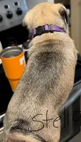 Stella, a female Pug for sale in Columbia, TN – 3 of 3