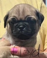 Floyd, a male Pug for sale in Columbia, TN – 3 of 4
