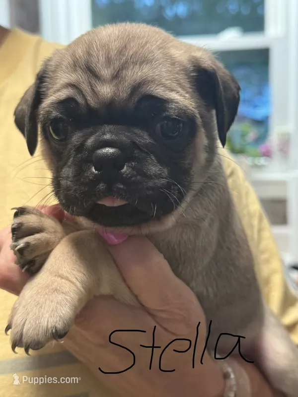 Stella – Pug puppy for sale in Columbia, TN