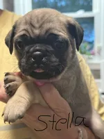 Stella, a female Pug for sale in Columbia, TN – 1 of 3