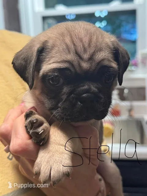 Stella – Pug puppy on hold in Columbia, TN