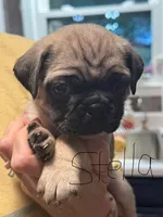 Stella, a female Pug for sale in Columbia, TN – 1 of 3