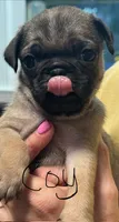 Coy, a male Pug for sale in Columbia, TN – 2 of 5