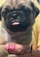 Floyd, a male Pug for sale in Columbia, TN – 2 of 4