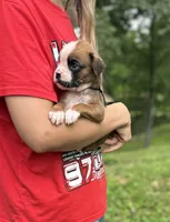 Jax, a female Boxer for sale in Owensboro, KY – 2 of 5