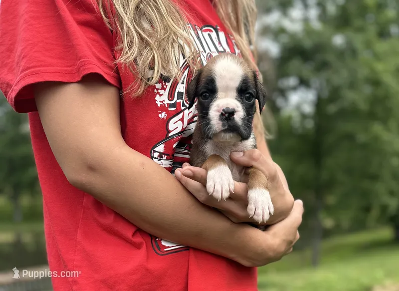 Valor  – Boxer puppy for sale in Owensboro, KY