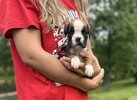 Valor , a male Boxer for sale in Owensboro, KY – 1 of 5