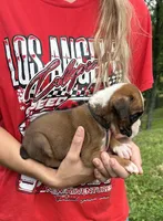 Jax, a female Boxer for sale in Owensboro, KY – 3 of 5