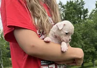 Chloe, a female Boxer for sale in Owensboro, KY – 3 of 5