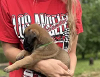 Elliott, a male Boxer for sale in Owensboro, KY – 3 of 5