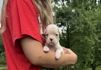 Chloe, a female Boxer for sale in Owensboro, KY – 1 of 5