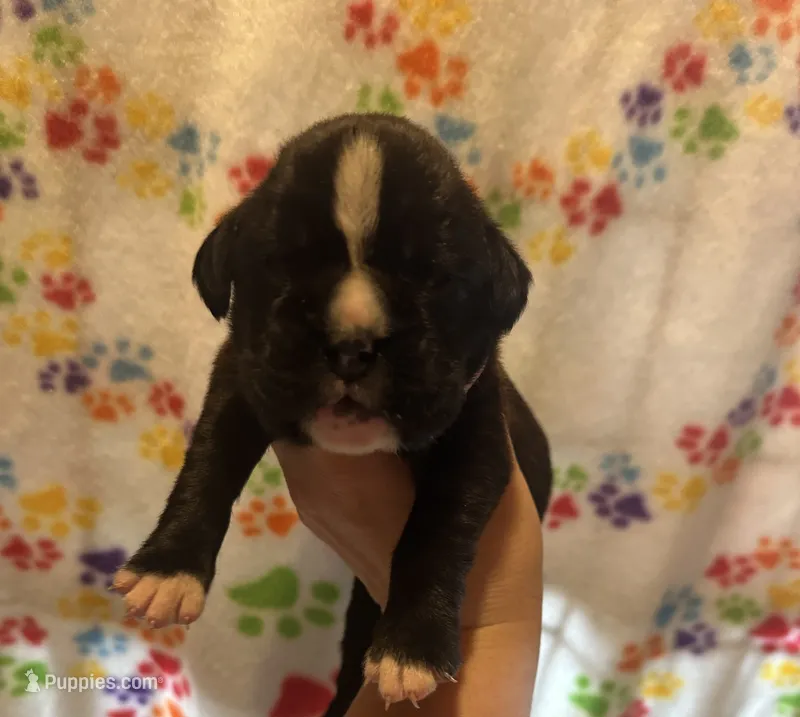 Zeta – Boxer puppy on hold in Owensboro, KY