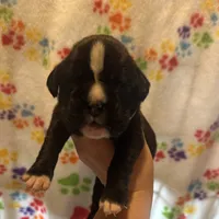 Zeta, a female Boxer for sale in Owensboro, KY – Photo 1 of 3