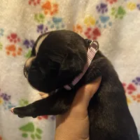 Zeta, a female Boxer for sale in Owensboro, KY – Photo 3 of 3