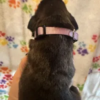 Zeta, a female Boxer for sale in Owensboro, KY – Photo 2 of 3