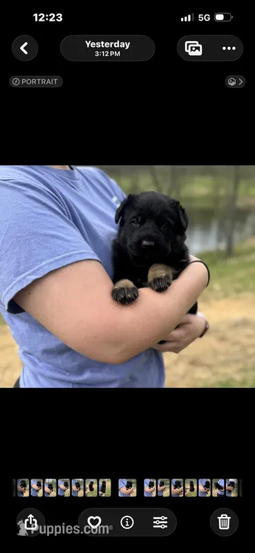 Xena – German Shepherd Dog puppy for sale in Owensboro, KY