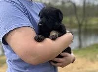 Xena, a female German Shepherd Dog for sale in Owensboro, KY – Photo 3 of 7